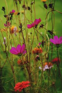 Close-up of pink flowers