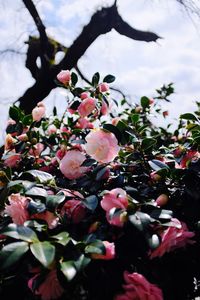 Close-up of flowers growing on tree