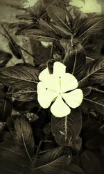 Close-up of white flowers