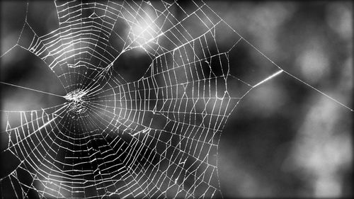 Close-up of spider web