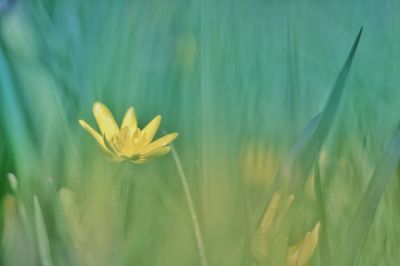 Close-up of yellow flowering plant