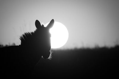 Low angle view of silhouette person holding sparkler against sky during sunset