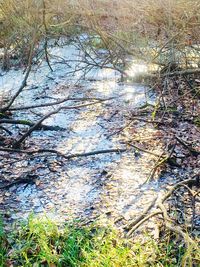 Scenic view of lake in forest