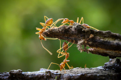 Close-up of ant on tree