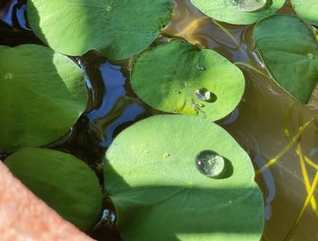 Close-up of lotus water lily in lake