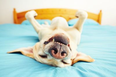 Close-up of dog relaxing at home