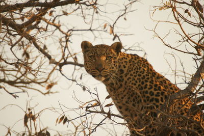 African leopard in a tree looking in the camera