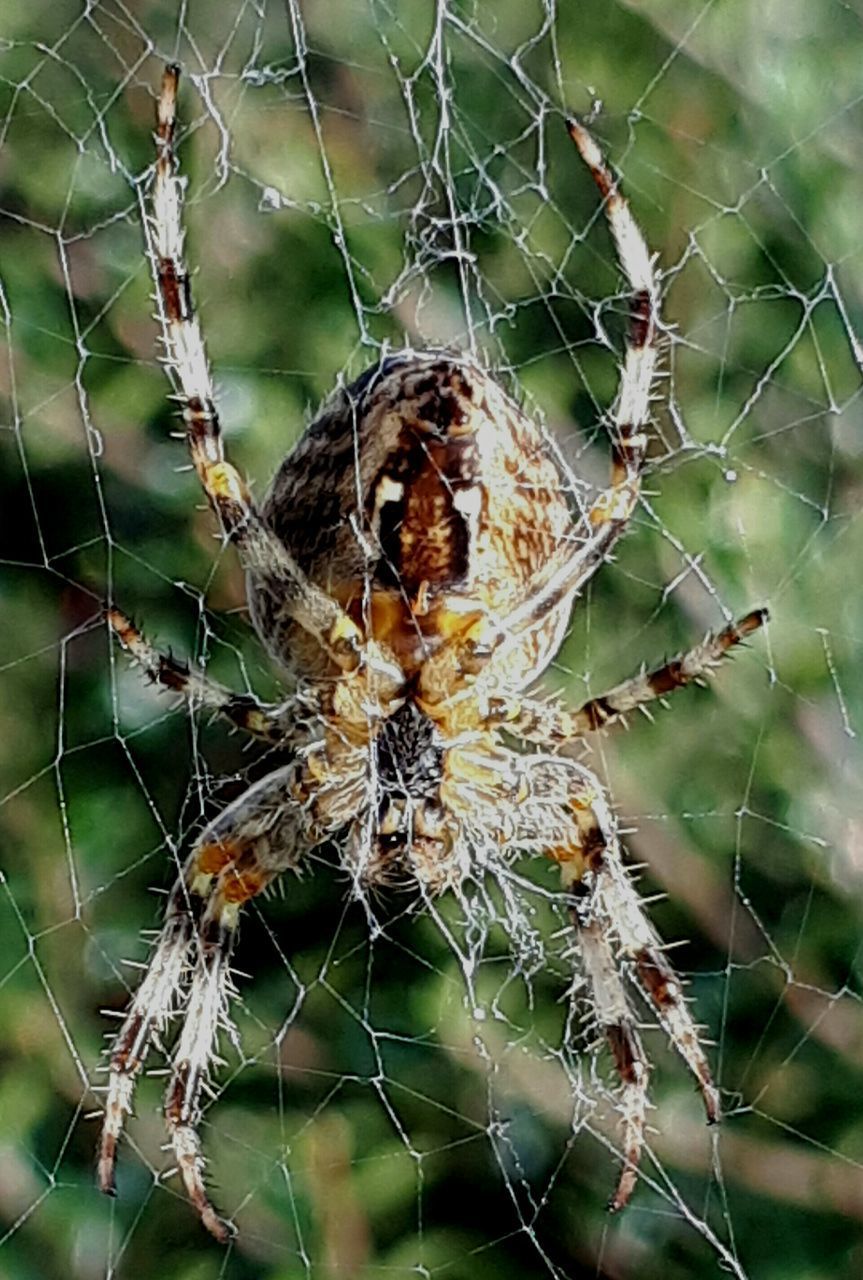 SPIDER ON WEB