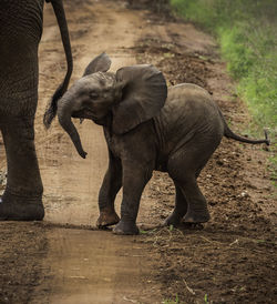 Close-up of elephant standing on field