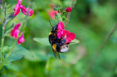 Close-up of bee on flower