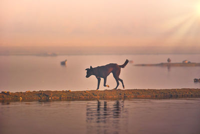 Morning walk of a dog at lakeside