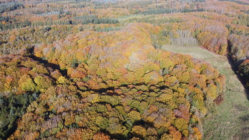 Forest in fall colors