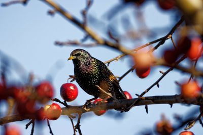 Low angle view of bird perching on tree