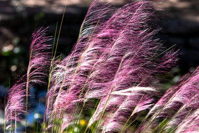 Close-up of purple flowering plants on field