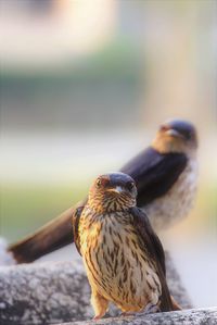 Close-up of birds sunbathing on the roof tile