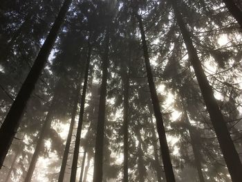 Low angle view of trees in forest against sky