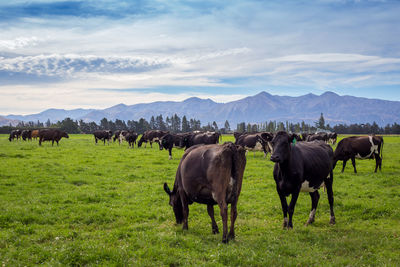 Horses in a field