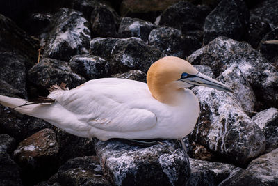 Close-up of bird perching on rock