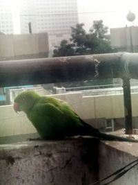 Close-up of parrot perching on tree in city