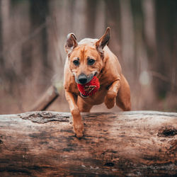 Portrait of a dog