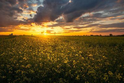 Scenic view of field against sky during sunset