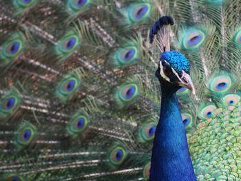 Close-up of peacock