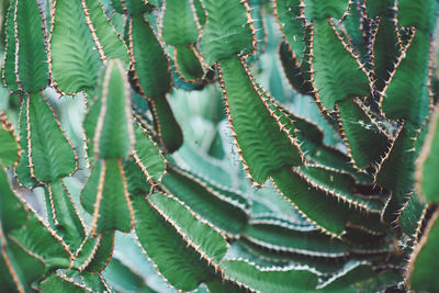 Close-up of succulent plant