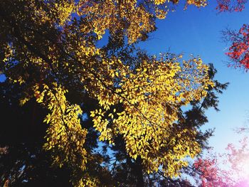 Autumn trees against sky