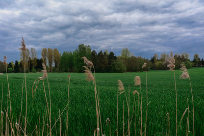 Scenic view of agricultural field against sky