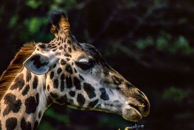 Close-up of giraffe