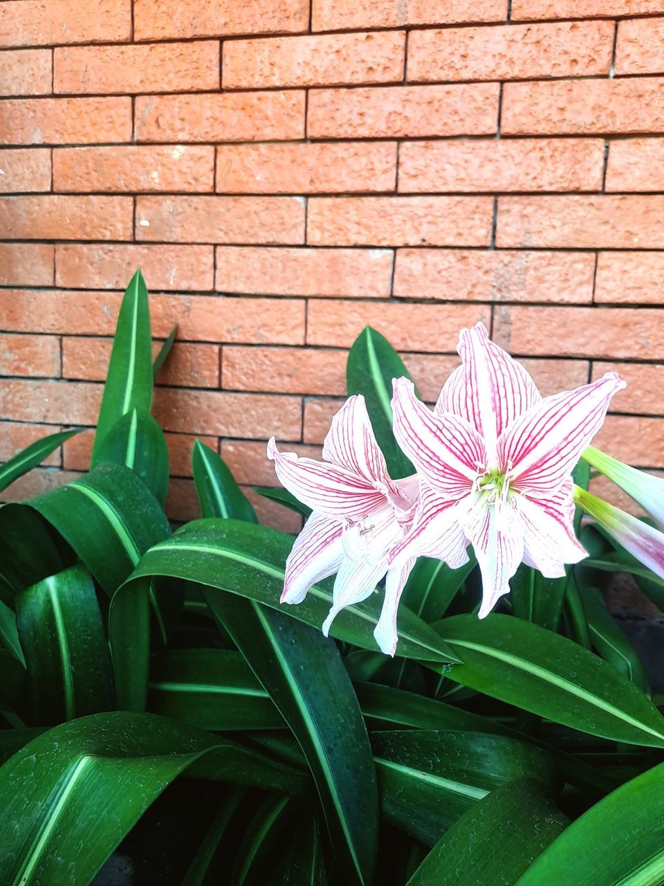 brick wall, brick, flower, plant, flowering plant, leaf, wall, plant part, green, freshness, growth, wall - building feature, beauty in nature, no people, nature, close-up, fragility, petal, day, inflorescence, flower head, grass, outdoors, lily, pink