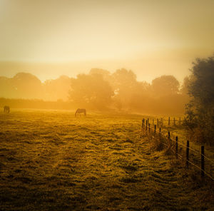 Scenic view of field against sky during sunset