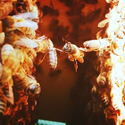 Close-up of bee