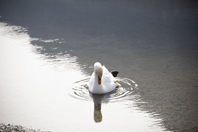 Swan swimming in lake