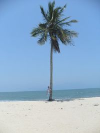 Palm tree on beach against clear sky