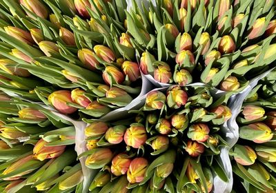 Full frame shot of yellow tulips