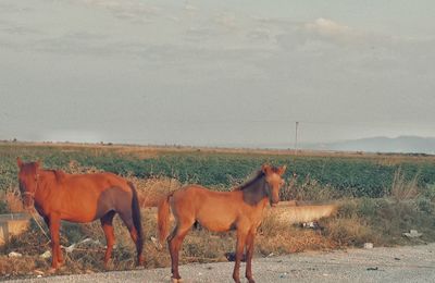 Horses on field against sky