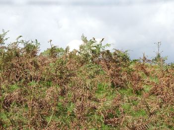 Plants growing on landscape against sky