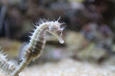 Close-up of sea horses in aquarium