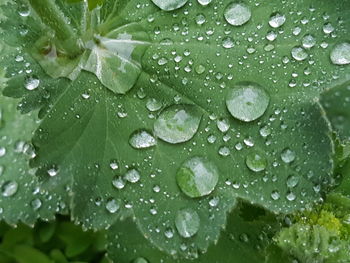 Full frame shot of raindrops on leaf