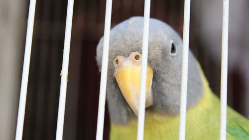 Close-up of bird in cage