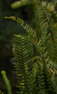 Close-up of fern leaves