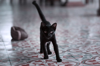Portrait of black cat on floor at home