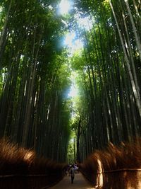 Footpath passing through forest