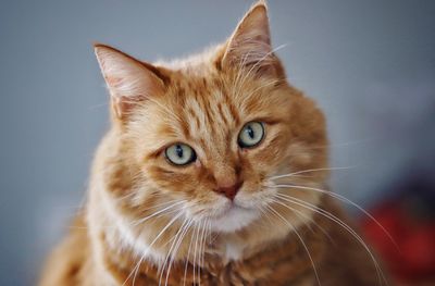 Close-up portrait of a cat