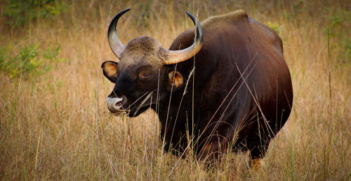 Portrait of indian bison standing on field