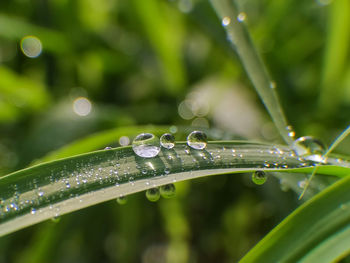 Close-up of raindrops on leaves