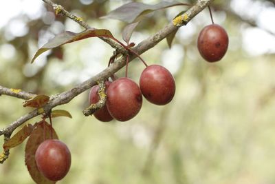 Close-up of red berries on tree