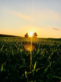 Crops growing on field against sky during sunset