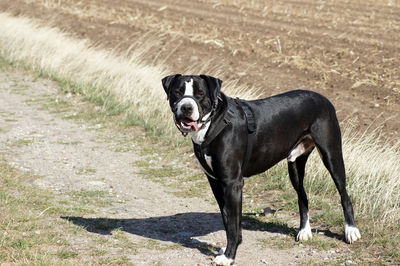 Black dog standing on grass